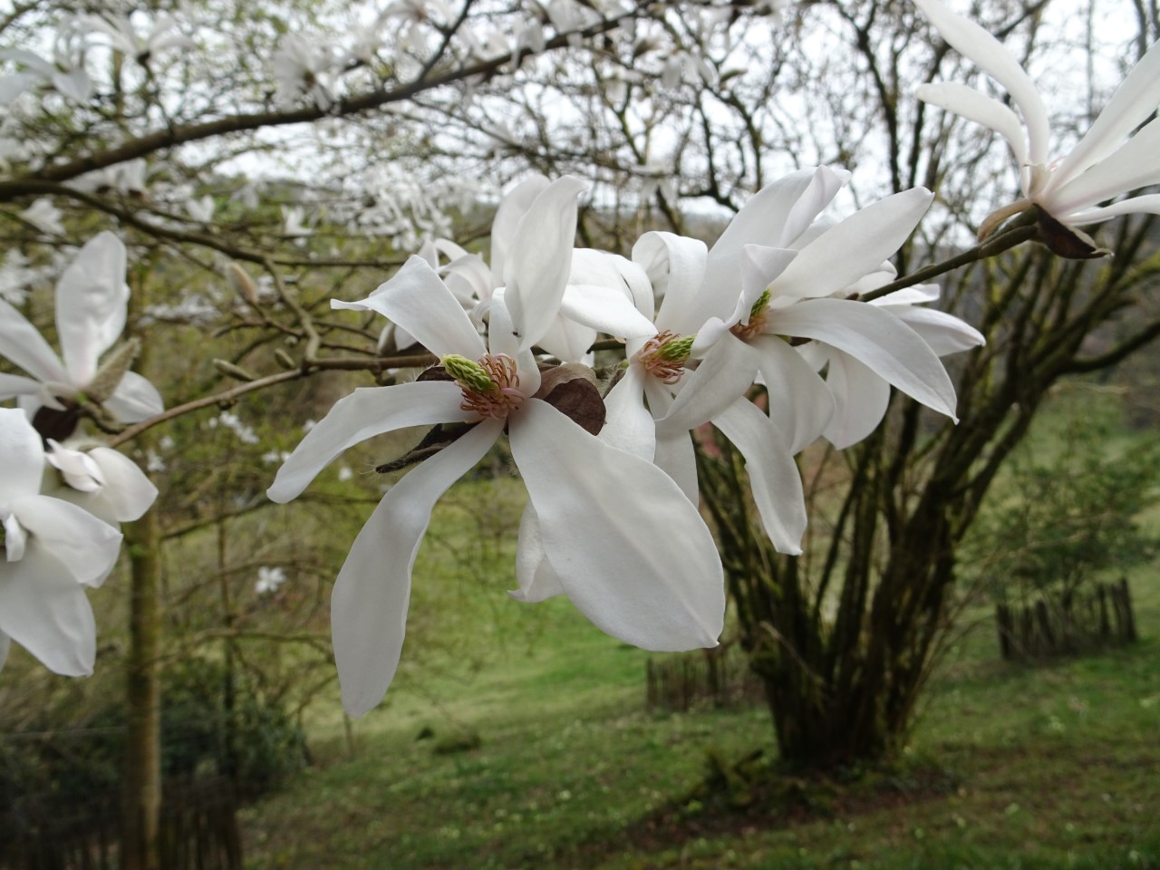 M. x proctoriana